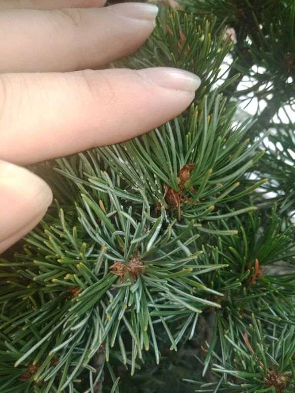 五针松下山桩白色的是什么东西 图片