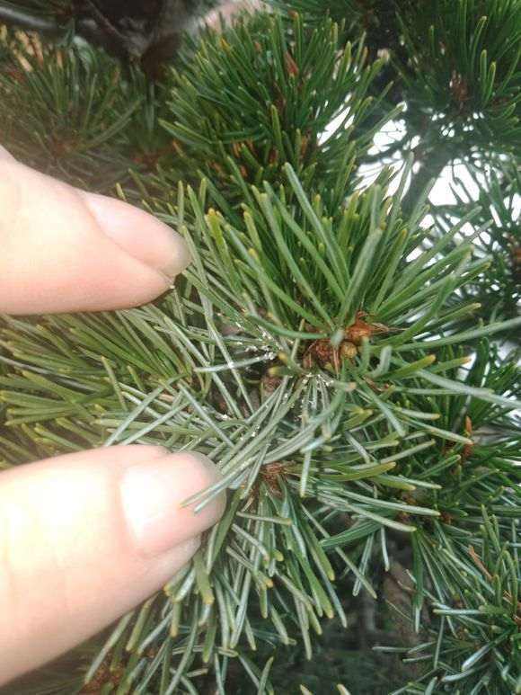 五针松下山桩白色的是什么东西 图片