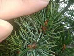 五针松下山桩白色的是什么东西 图片