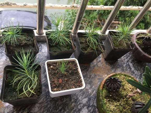 为什么马尾松下山桩用赤玉土最好 图片