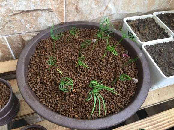 为什么马尾松下山桩用赤玉土最好 图片