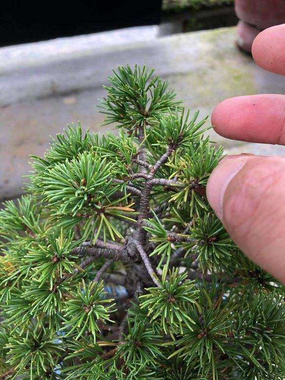 五针松下山桩几月份打头最好 图片