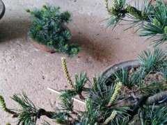 为什么广东养不了大阪松下山桩 图片