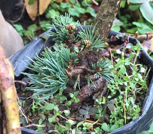 这颗明星五针松下山桩是否对版 图片