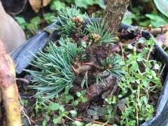 这颗明星五针松下山桩是否对版 图片