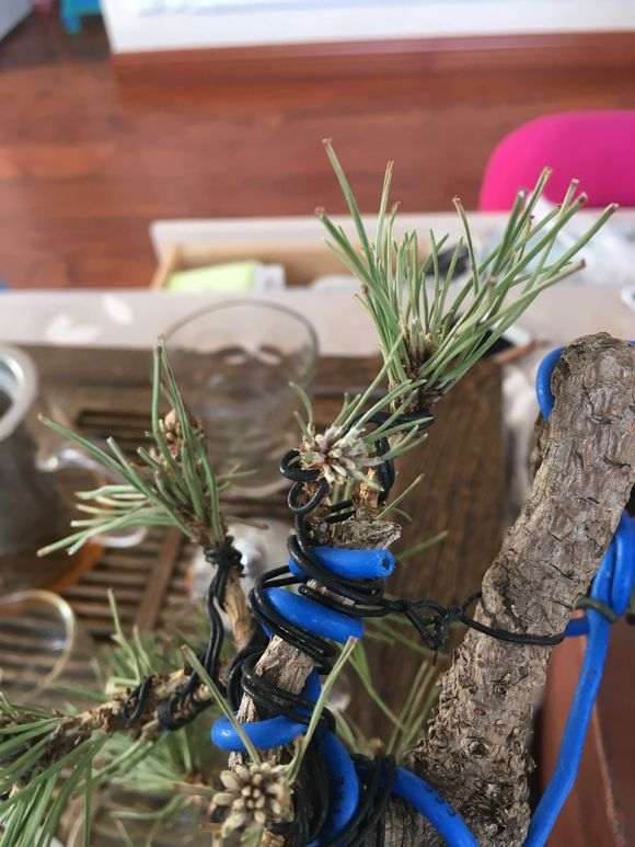 五针松下山桩是不是缺水 要死了 怎么办