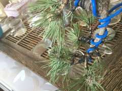 五针松下山桩是不是缺水 要死了 怎么办