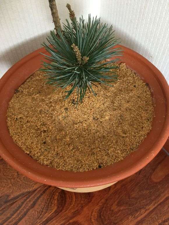 五针松下山桩只摘叶子 要不要换土 图片