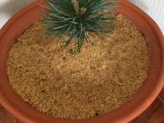 五针松下山桩只摘叶子 要不要换土 图片