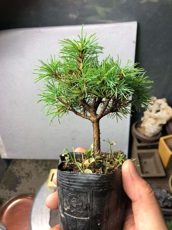 8年的那须五针松下山桩长啥样 图片