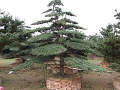 千寿丸和五针松下山桩有什么区别 图片