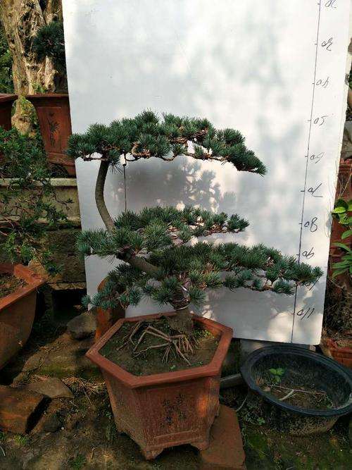 北方内蒙古能养五针松下山桩吗 图片