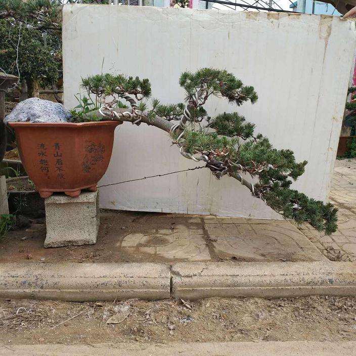 北方内蒙古能养五针松下山桩吗 图片