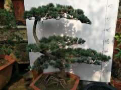 北方内蒙古能养五针松下山桩吗 图片