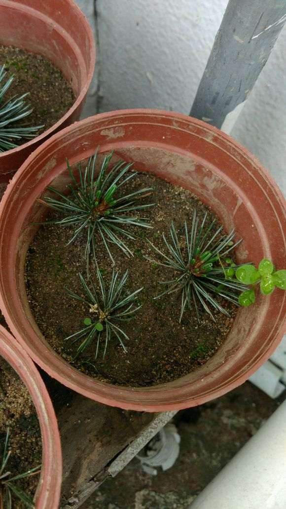 五针松下山桩扦插尝试 带踵扦插 图片