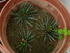 五针松下山桩扦插尝试 带踵扦插 图片