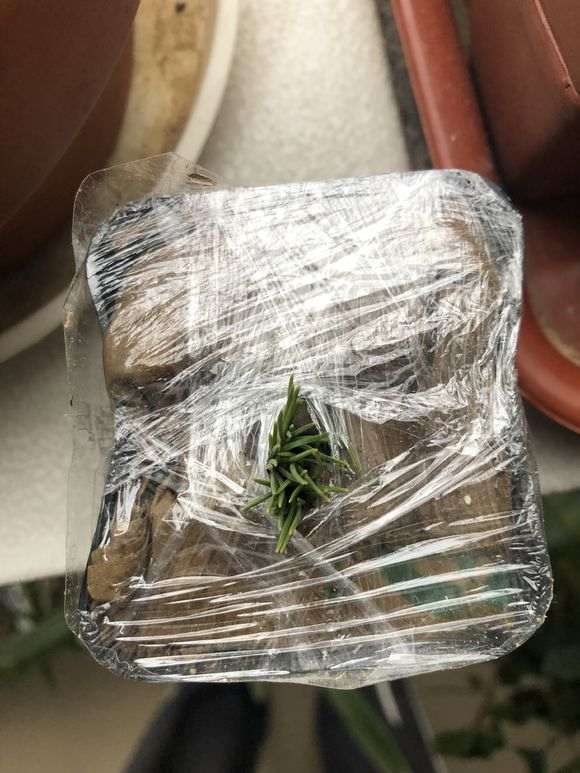 瑞祥五针松下山桩 70元价格 贵吗 图片