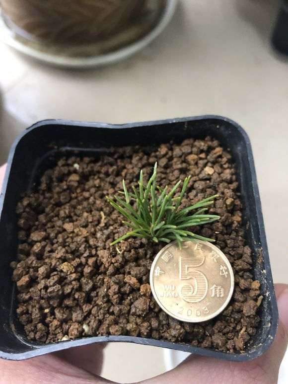 瑞祥五针松下山桩 70元价格 贵吗 图片