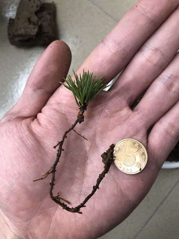 瑞祥五针松下山桩 70元价格 贵吗 图片