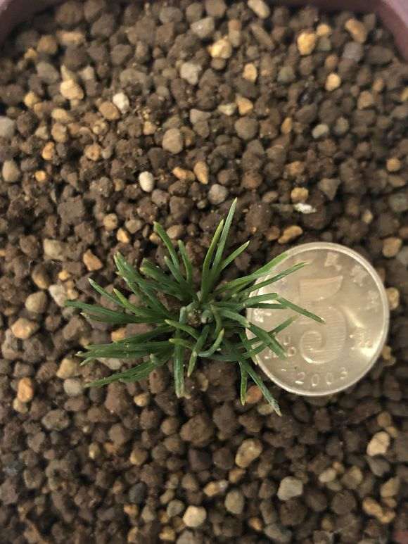 瑞祥五针松下山桩 70元价格 贵吗 图片