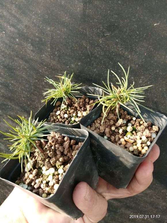 那须五针松下山桩两年苗 能买吗 图片
