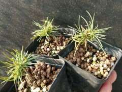 那须五针松下山桩两年苗 能买吗 图片