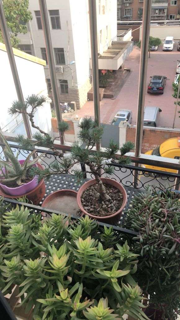 新手养护五针松下山桩的6点经验 图片