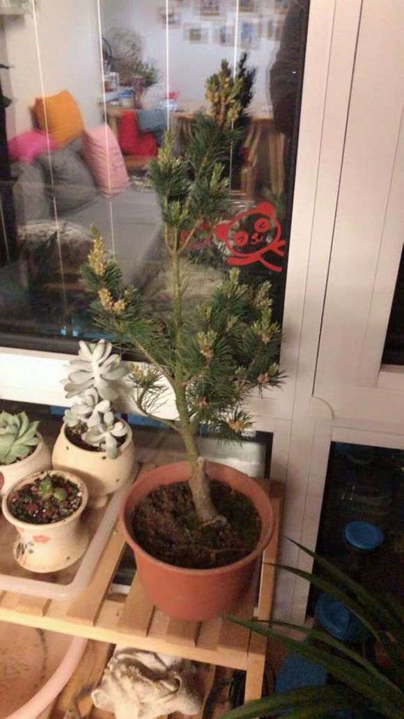 新手养护五针松下山桩的6点经验 图片