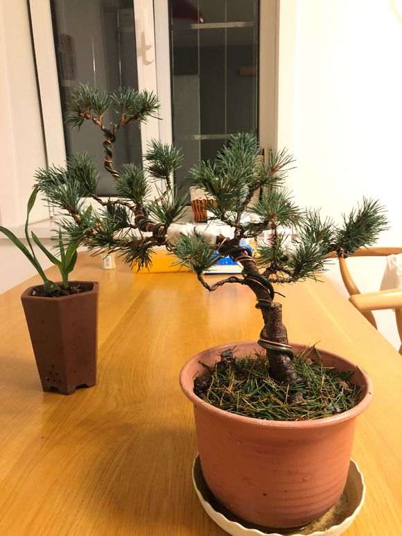 新手养护五针松下山桩的6点经验 图片