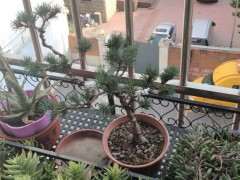 新手养护五针松下山桩的6点经验 图片