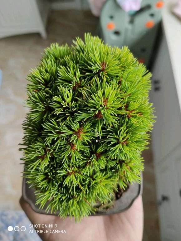 夏天五针松下山桩怎么浇水的方法 图片