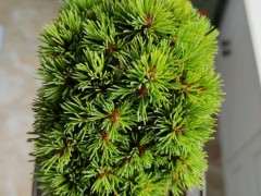 夏天五针松下山桩怎么浇水的方法 图片