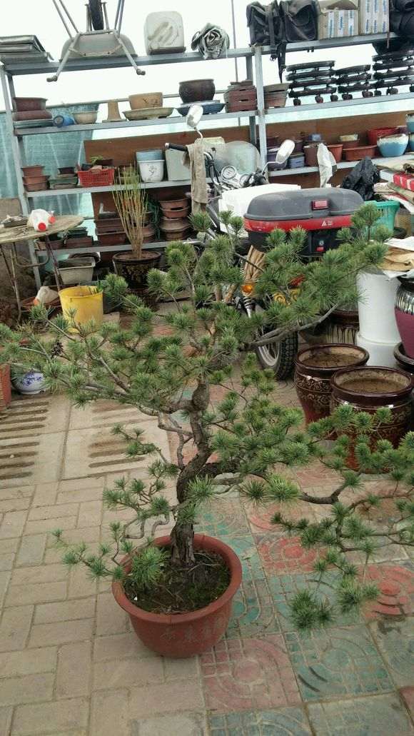 五针松下山桩素材怎么修剪枝的方法