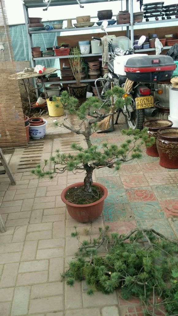 五针松下山桩素材怎么修剪枝的方法