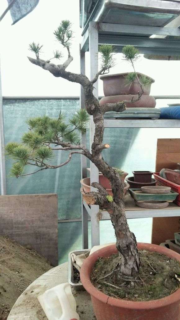 五针松下山桩素材怎么修剪枝的方法