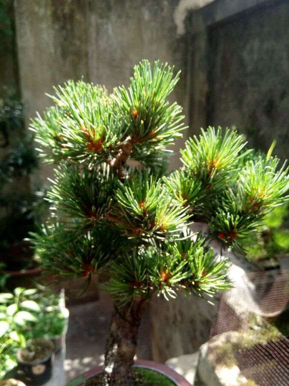 叶性不同的明星五针松下山桩 图片