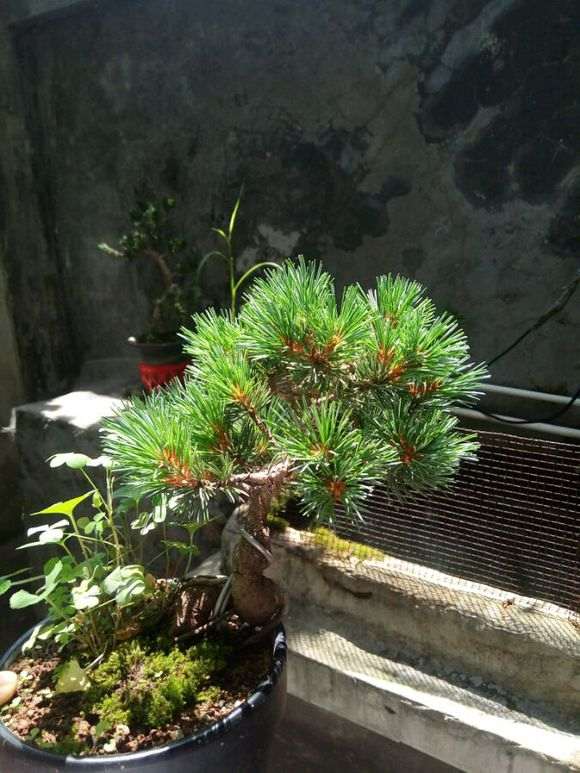 叶性不同的明星五针松下山桩 图片