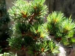 叶性不同的明星五针松下山桩 图片