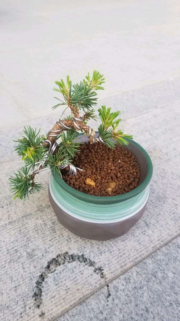 五针松下山桩怎么换土换盆的方法 图片