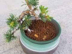 五针松下山桩怎么换土换盆的方法 图片