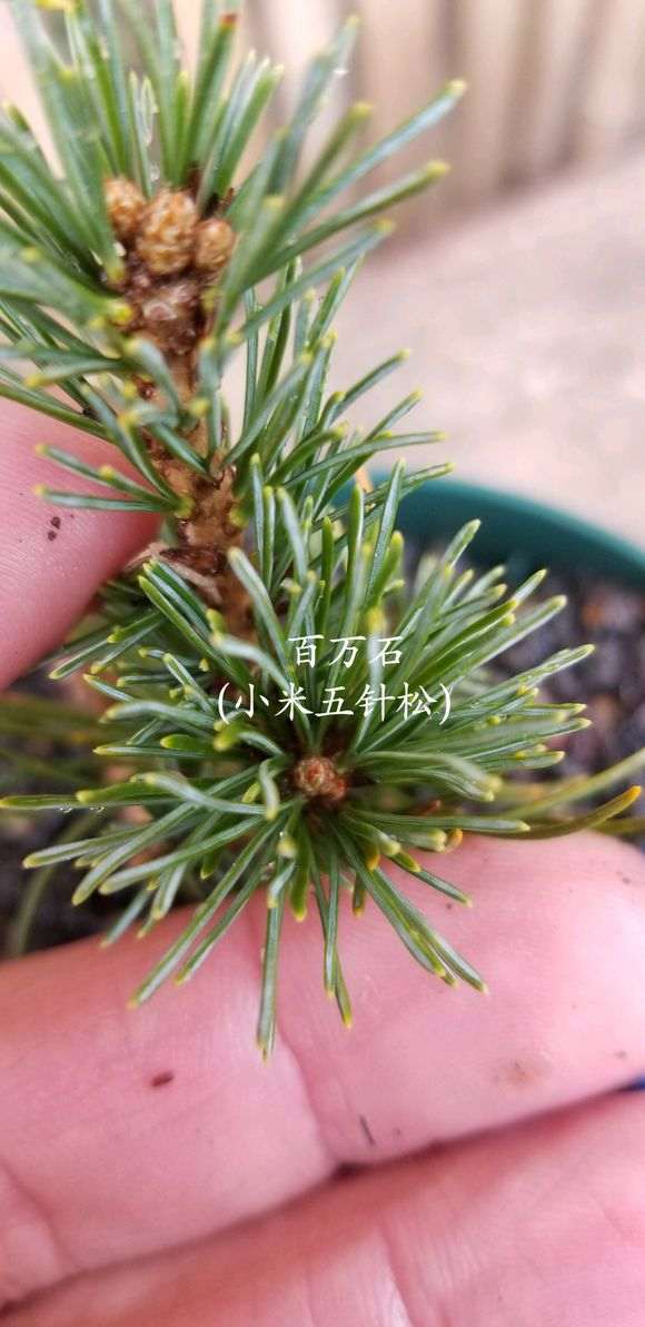 嫁接那须五针松下山桩 怎么样 图片