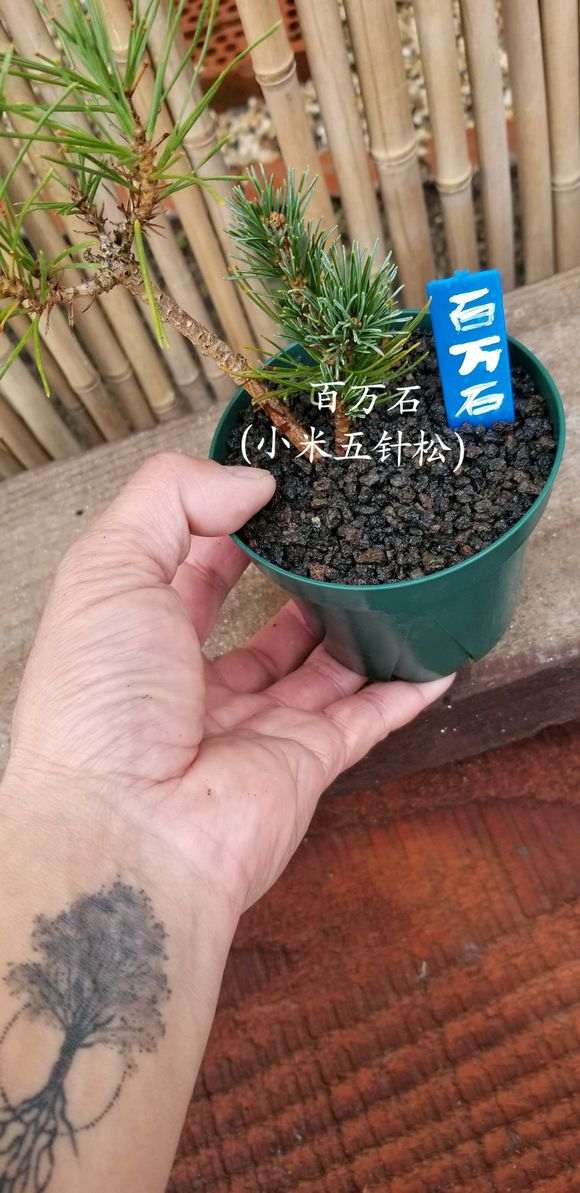 嫁接那须五针松下山桩 怎么样 图片