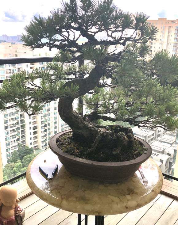 在广东怎么才可以养护五针松下山桩 图片