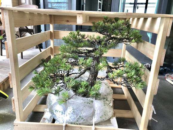 在广东怎么才可以养护五针松下山桩 图片