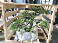 在广东怎么才可以养护五针松下山桩 图片