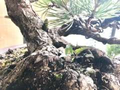 广东养护五针松下山桩出现烂根 怎么办