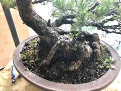 为什么广东五针松下山桩养不过3年 图片