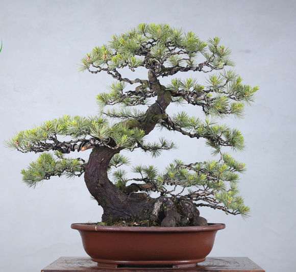 为什么中国盆友都爱疯抢日本盆景 图片