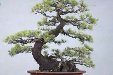 为什么中国盆友都爱疯抢日本盆景 图片