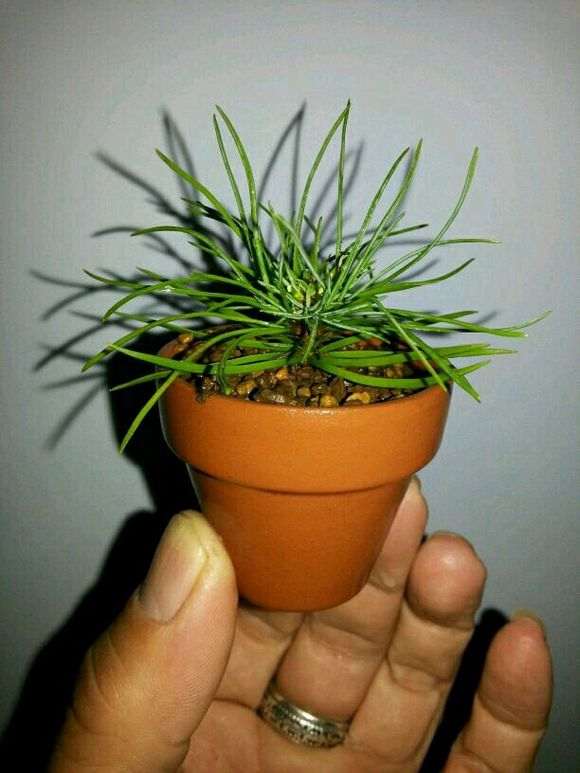 五针松下山桩怎么轴切的方法 图片